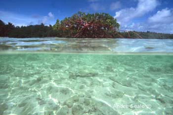 MI50 (mangrove)Andre Seale